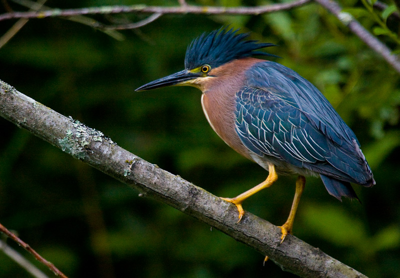 Green Heron